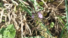 Clinopodium menthifolium ascendens