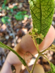 Callicarpa