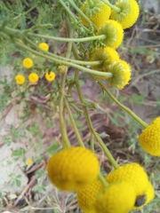 Oncosiphon pilulifer