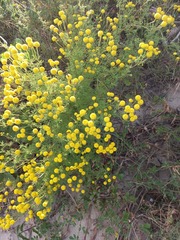 Oncosiphon pilulifer