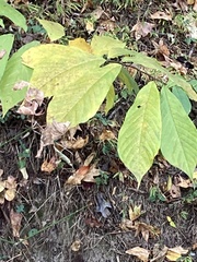 Asimina triloba