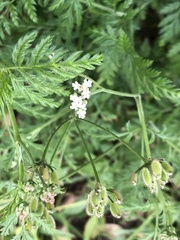 Torilis arvensis