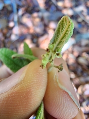 Callicarpa