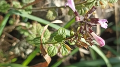 Clinopodium menthifolium ascendens