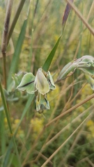 Gladiolus orchidiflorus