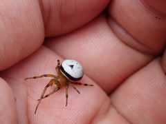 Bijoaraneus