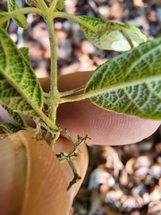 Callicarpa