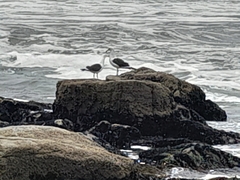 Larus belcheri