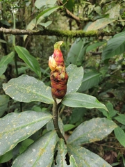 Costus pulverulentus