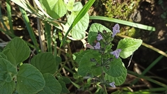 Clinopodium menthifolium ascendens