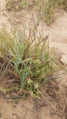 Gladiolus orchidiflorus