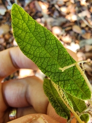 Callicarpa