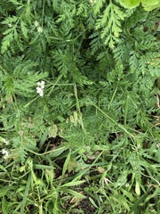 Torilis arvensis