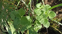 Clinopodium menthifolium ascendens