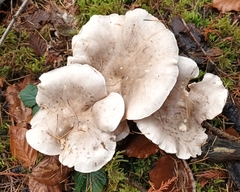 Clitocybe nebularis