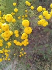 Oncosiphon pilulifer