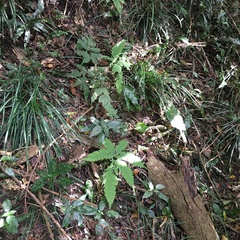 Pteris austrotaiwanensis