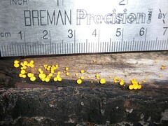 Calycina