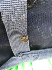 Carpocoris purpureipennis