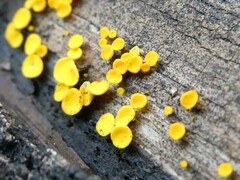 Calycina