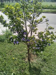 Brunfelsia australis