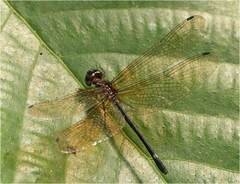 Macrothemis inequiunguis