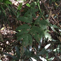 Pteris austrotaiwanensis