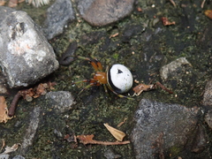 Bijoaraneus