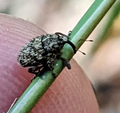Thistle Crown Weevil photo 5