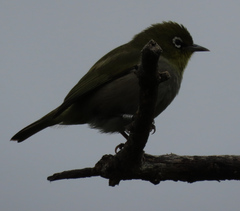Zosterops virens capensis