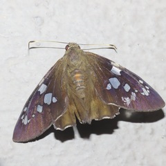 Nascus phocus