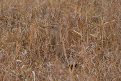 Eupodotis ruficrista