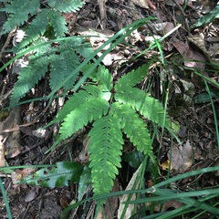 Pteris austrotaiwanensis