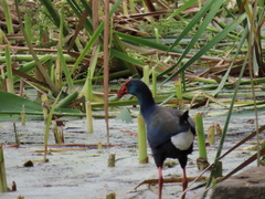 Porphyrio madagascariensis