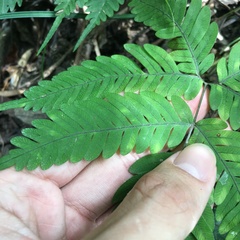 Pteris austrotaiwanensis