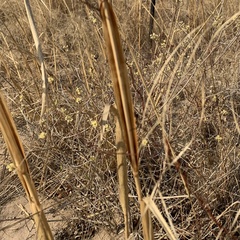 Aristida meridionalis