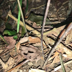 Pteris austrotaiwanensis