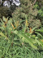 Heliconia