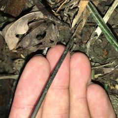 Pteris austrotaiwanensis
