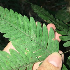 Pteris austrotaiwanensis