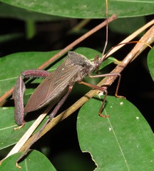 Acanthocephala