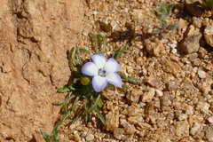Wahlenbergia acaulis