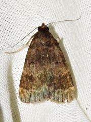 Hydrillodes uliginosalis