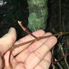Ficus sarmentosa nipponica