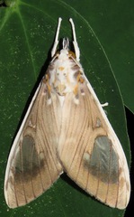 Bertholdia