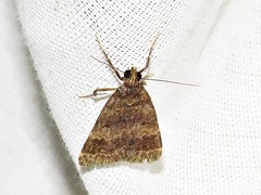 Hydrillodes uliginosalis