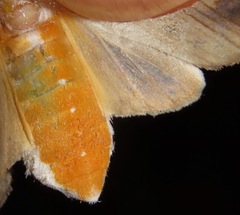 Bertholdia