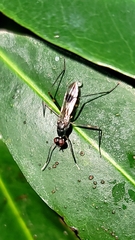 Taeniapterinae