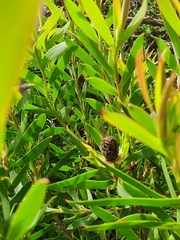 Leucadendron coniferum