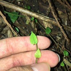 Ficus sarmentosa nipponica